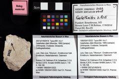 Foto (Objket + Etiketten) von Galatheites zitteli (Moericke, 1889) 